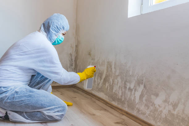 Licensed Mold Remediation service in Linden, TX - WQB Mold Removal